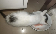 猫只吃猫粮怎么办？干粮成瘾的表现与矫正方法