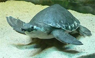 饲养科普：猪鼻龟为什么总在水面？
