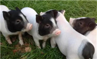 胡利亚尼猪和巴马猪哪个更适合作为宠物？