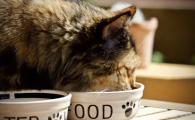 猫咪挑食，换粮不吃，我们应该怎么办？