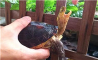 锯缘闭壳龟饲养环境，主人一定要知道！