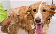狗狗洗澡需要注意点什么？有必要了解