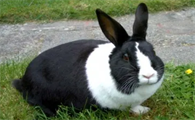 今日小知识：黑白道奇兔能长多大？