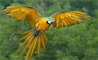 蓝黄金刚鹦鹉饲养环境有什么要求？