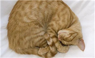 猫咪睡觉为什么把身体卷成团？原因是这样...