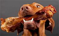 经常喂零食给狗狗，导致不爱吃狗粮，如何解决狗狗挑食？