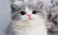 养宠小知识：小猫多久眼睛蓝膜才会退！