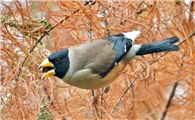 春季换毛期，如何保证黑尾蜡嘴雀的营养？