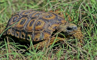 洛帕蒂折背陆龟的信息，您了解多少呢？