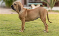 “四大烈性犬”之一的巴西菲勒犬，到底有多凶猛？