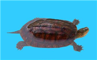 中国特有品种——菲氏花龟，大家了解多少？