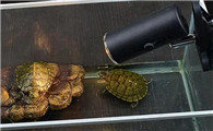 乌龟晒背灯每天开多久？养乌龟还需要准备加热棒吗？