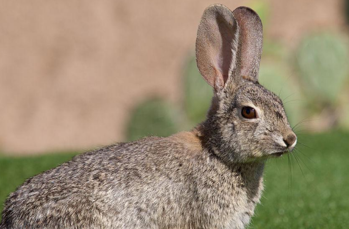 沙漠棉尾兔是野生动物吗？都在哪里？