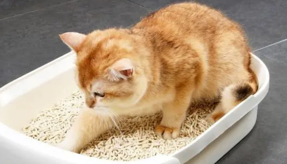 你知道，猫砂放多少比较合适？