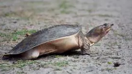 软壳龟能长多大？来了解下吧