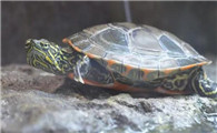 乌龟晒背灯每天开多久