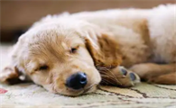 好奇，狗睡觉打呼是否正常？