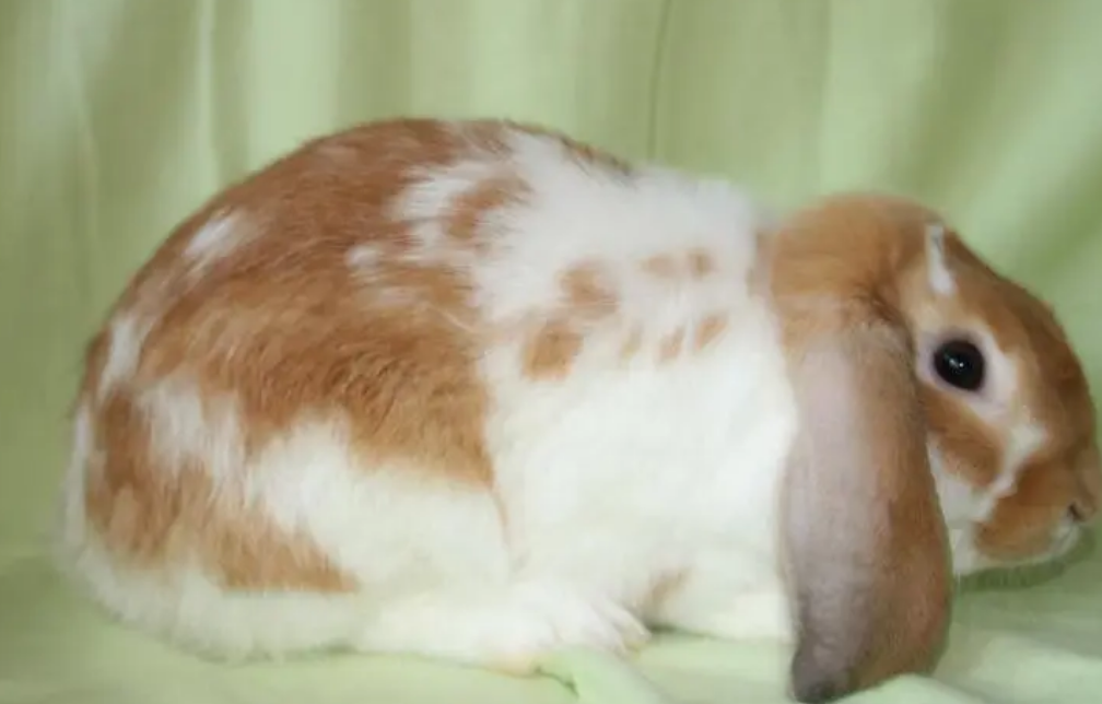 垂耳兔为什么竖耳朵？原因竟是这个