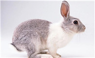 关于美兔的常见病和治疗方法，你一定要留心！
