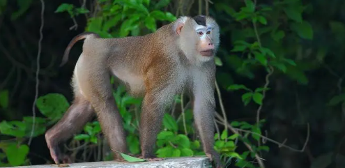 喜欢在树上活动的北豚尾猴，还有其他特征吗？