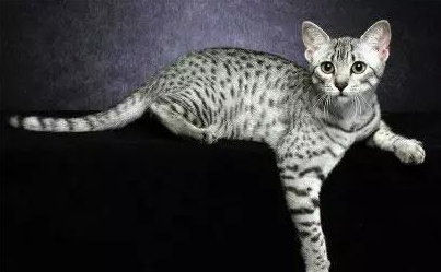 今日话题：12个星座最适合养的猫是什么？