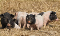 中国最具观赏的地方品种猪——小花猪