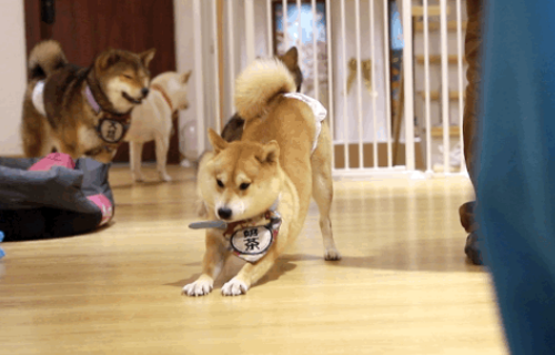 治愈无数广州人的柴犬体验餐厅，快被疫情打倒了