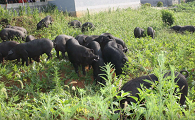 湘西黑猪饲养的管理方法是什么？一文替你解答！