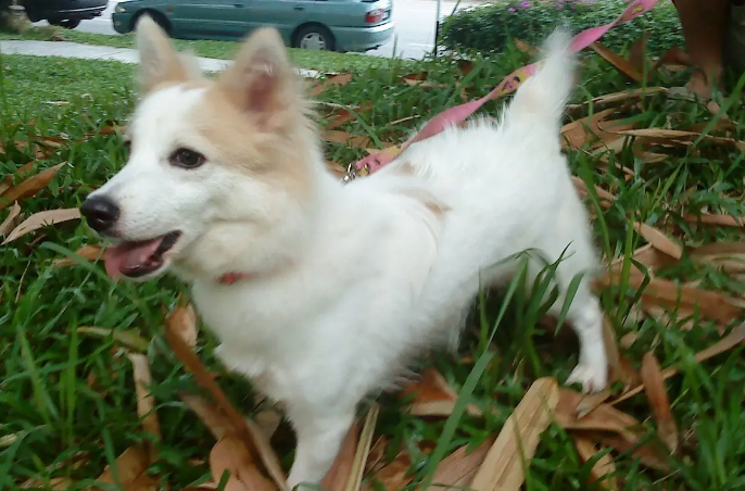 芬兰狐狸犬会咬人吗？主人一定要知道