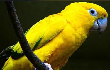 黄衣绿里，夏天饲养金黄锥尾鹦鹉需要注意什么？