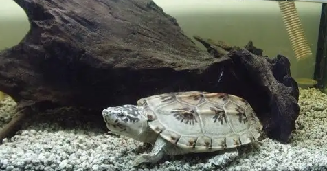 三弦巨型鹰嘴泥龟知识科普，原来它们是这么繁殖的！
