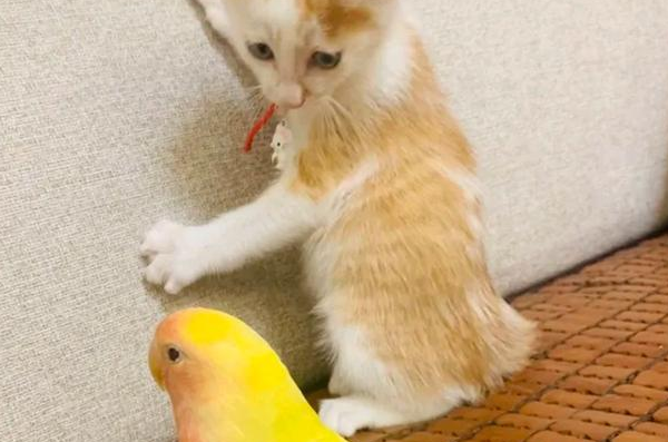为什么猫和鸟不能同养？答案令人意外！