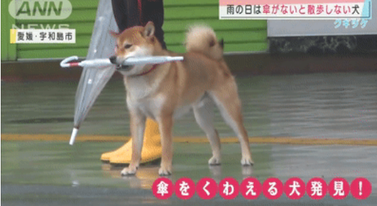 这只柴犬用行动展示，精致狗狗雨天出门是会带雨伞的！