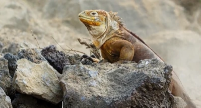 史前生物中的幸存者，神奇的陆鬣蜥快来了解一下！
