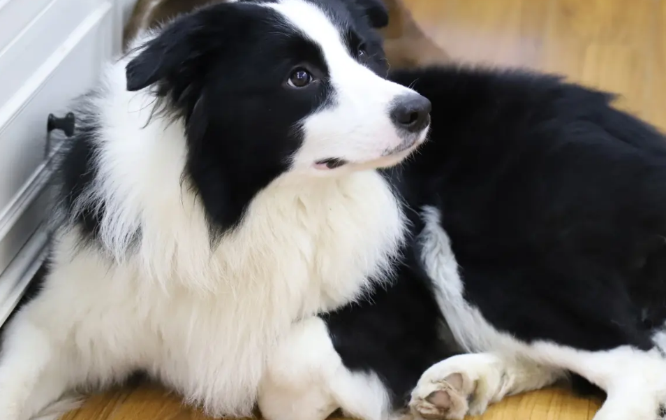 聪明的边境牧羊犬什么颜色贵？不同颜色价格天差地别！