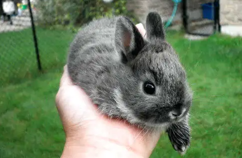 茶杯兔和侏儒兔比较，哪个更小一些？