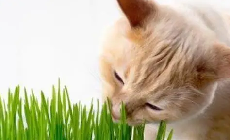 你给猫咪喂食过猫草吗？有经验的人，都知道有这4个好处