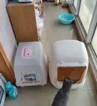 做了那么久的猫奴，你确定你会正确使用猫砂