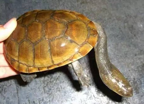 科普时间到~巴西蛇颈龟大家知道吗？