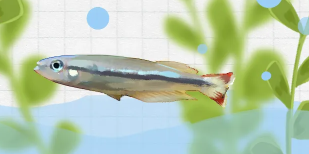 养鱼手册：马达加斯加彩虹这样做才能养好！
