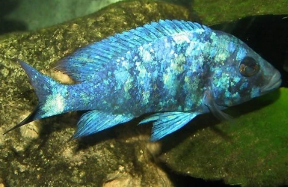 漂亮的蓝宝石鱼能和其他鱼混养吗？我来告诉你答案！