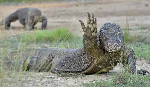 非洲第二大爬虫类动物——尼罗河巨蜥好养吗？