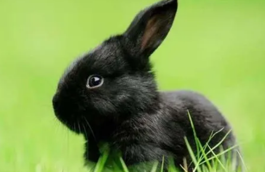 你们说，兔子只吃蔬菜能行吗？