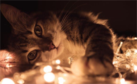 猫咪喜欢灯光还是黑暗？一起来瞧瞧