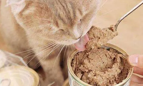 猫罐头别乱吃，吃错了严重挑食！
