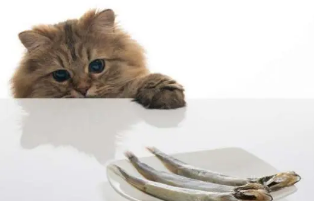 营养膏对猫咪的身体到底有什么作用？每只猫咪都可以天天吃吗？