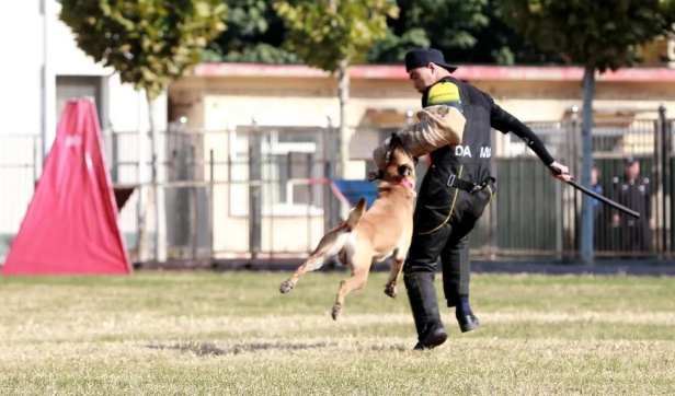 齐铁警方：扎实推动警犬冬训工作