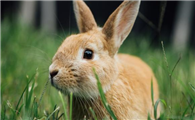 兔子吃什么：干牧草为主食，兔粮、蔬菜为辅食