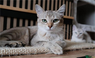 猫死亡引发猫粮质量信任危机 波奇宠物起诉网民索赔百万