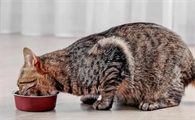 猫咪减肥是难题，不如试试nulo怎么样
